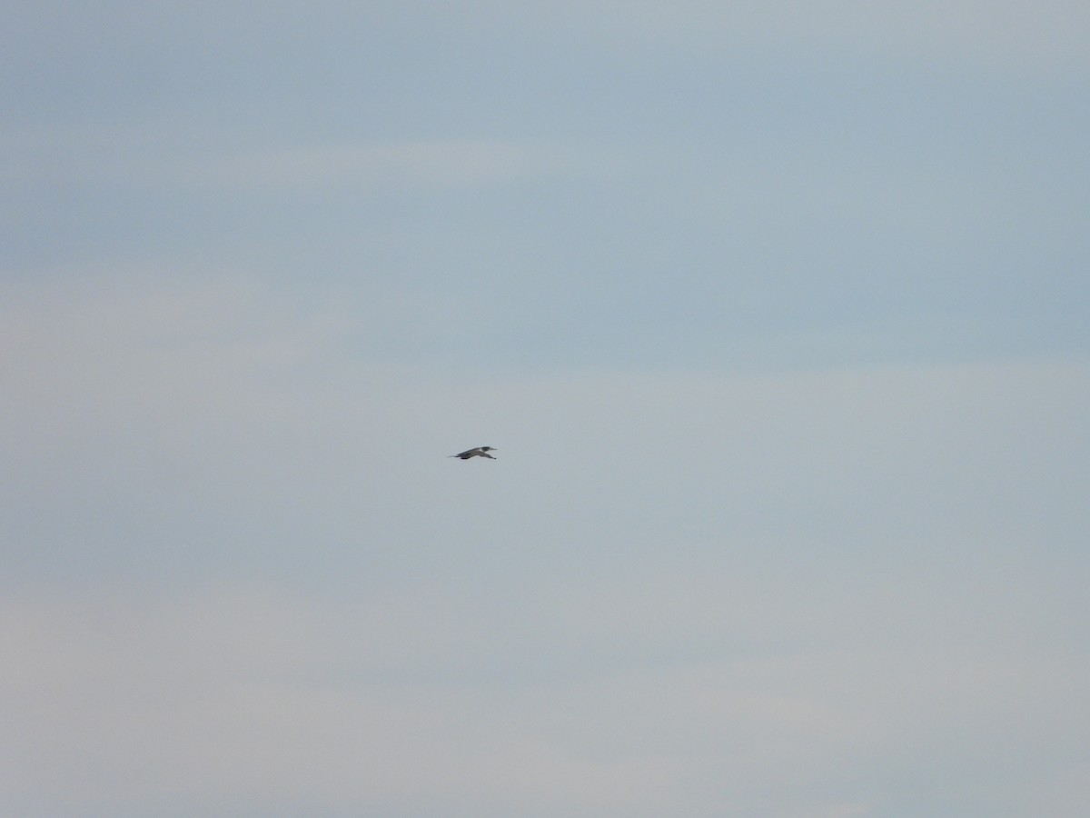 Puffin des Baléares - ML644534853