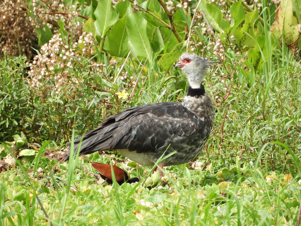 Southern Screamer - ML644534856