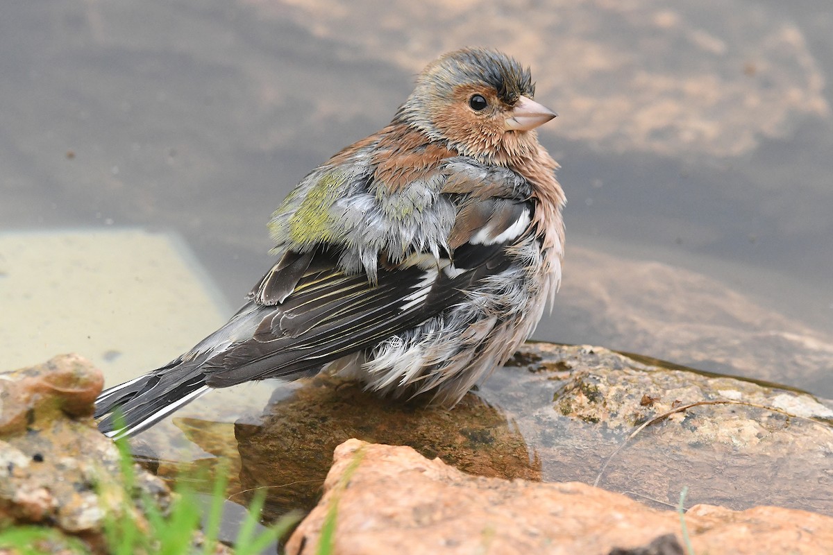 Pinson des arbres - ML644534858