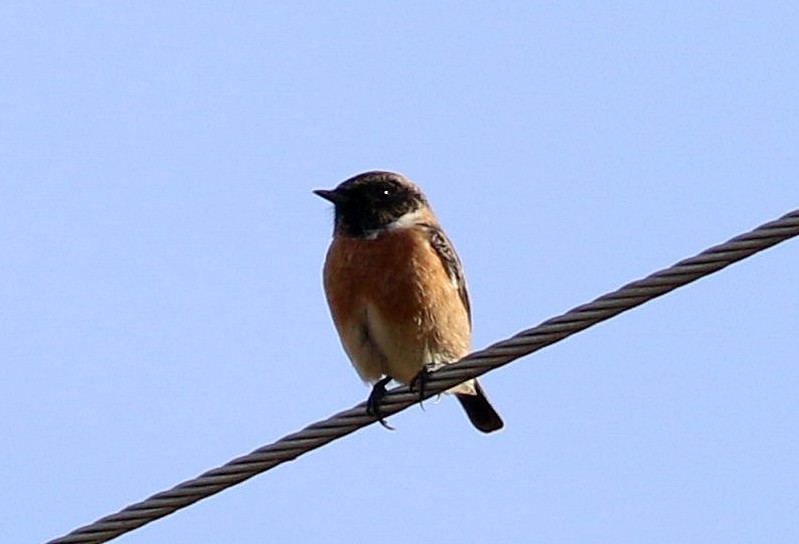 Трав'янка чорноголова - ML644534860