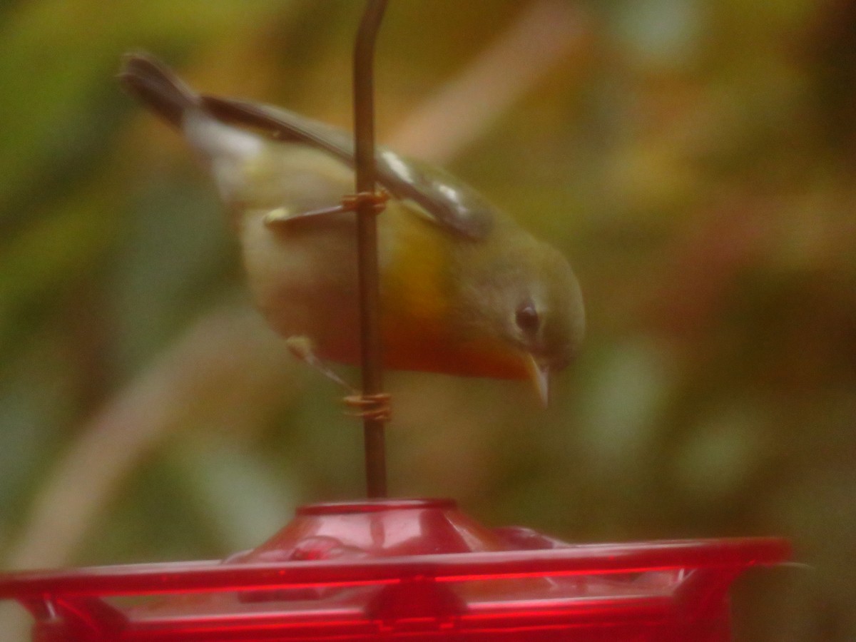 Northern Parula - ML644534861