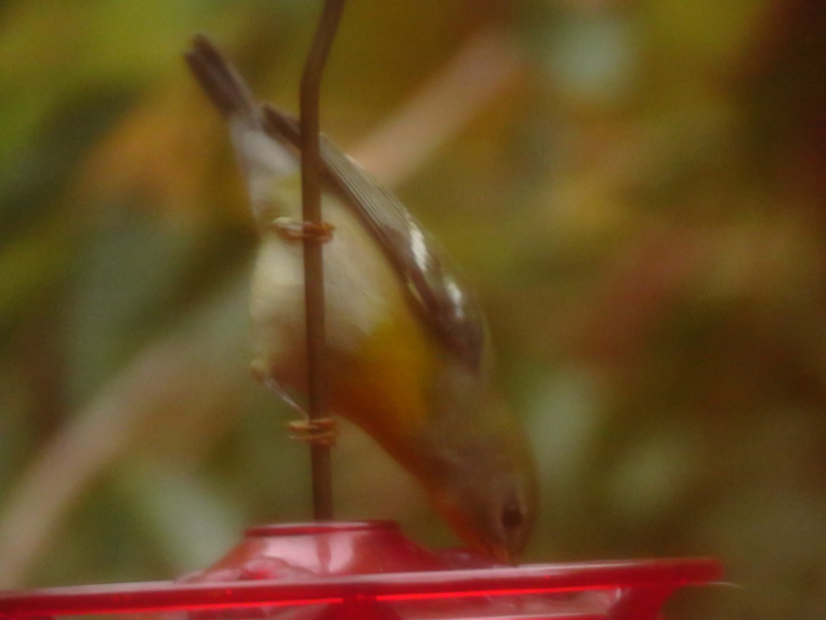 Northern Parula - ML644534862