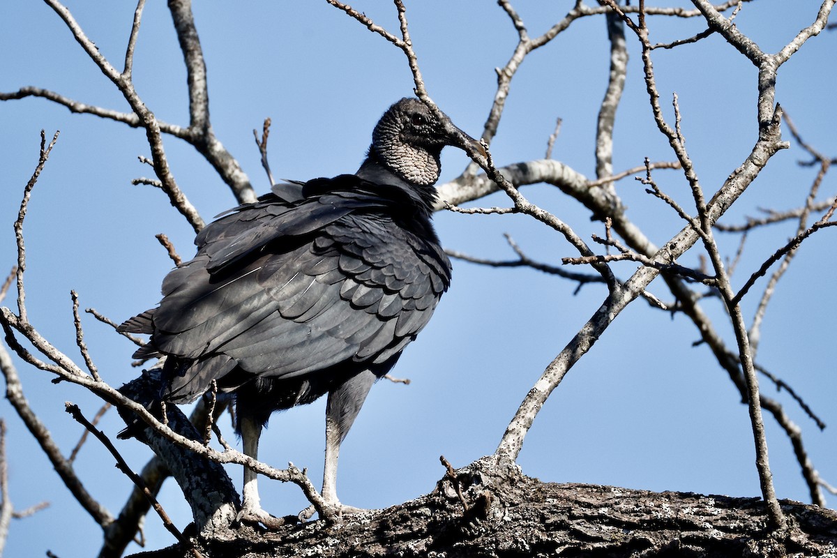 kondor havranovitý - ML644534866