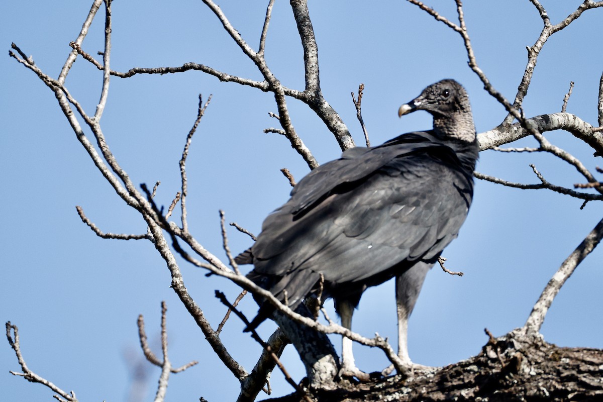 kondor havranovitý - ML644534867