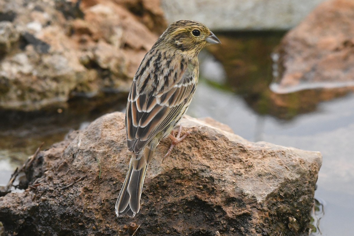 Bruant zizi - ML644534889