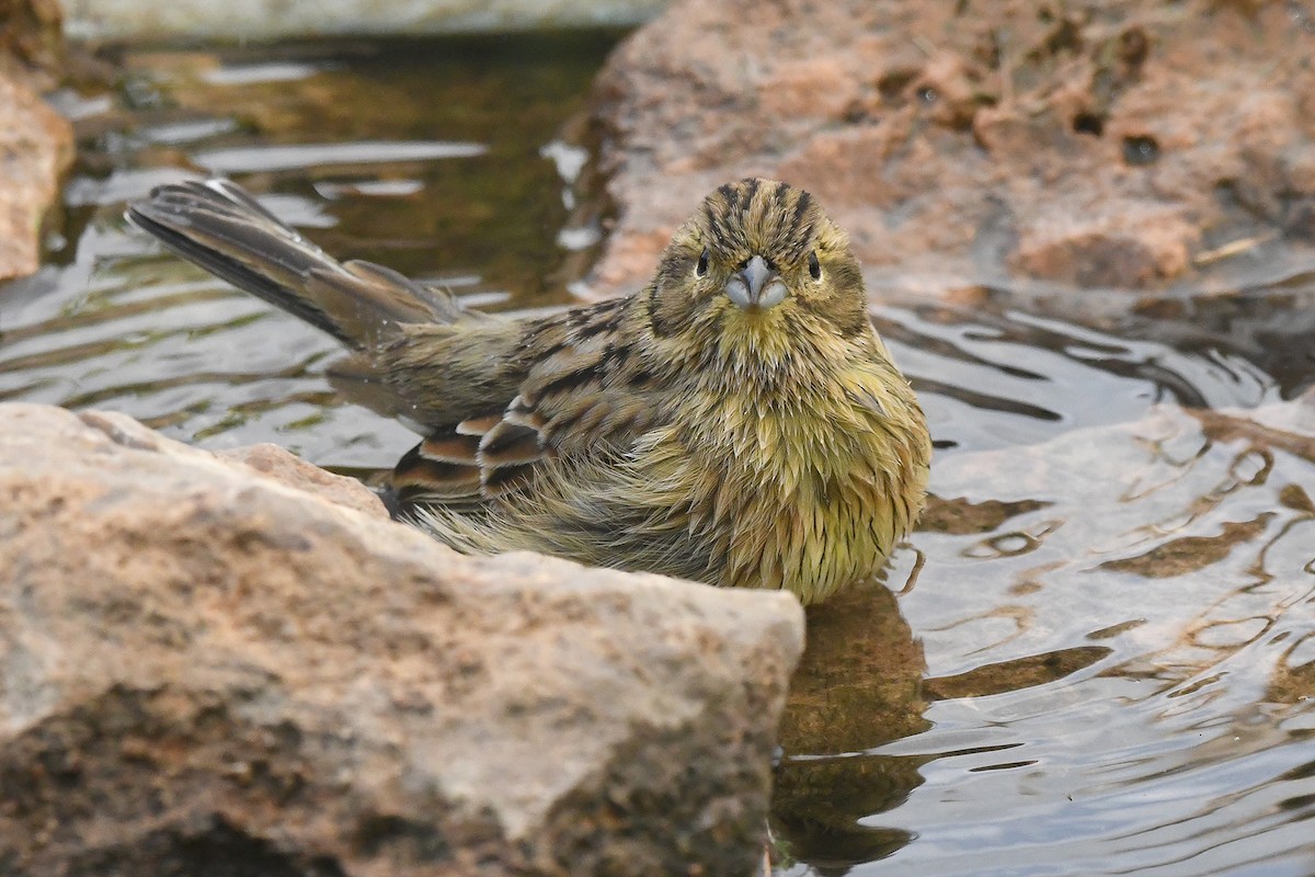 Bruant zizi - ML644534901