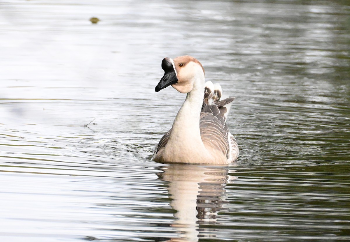 鴻雁(馴化) - ML644534902