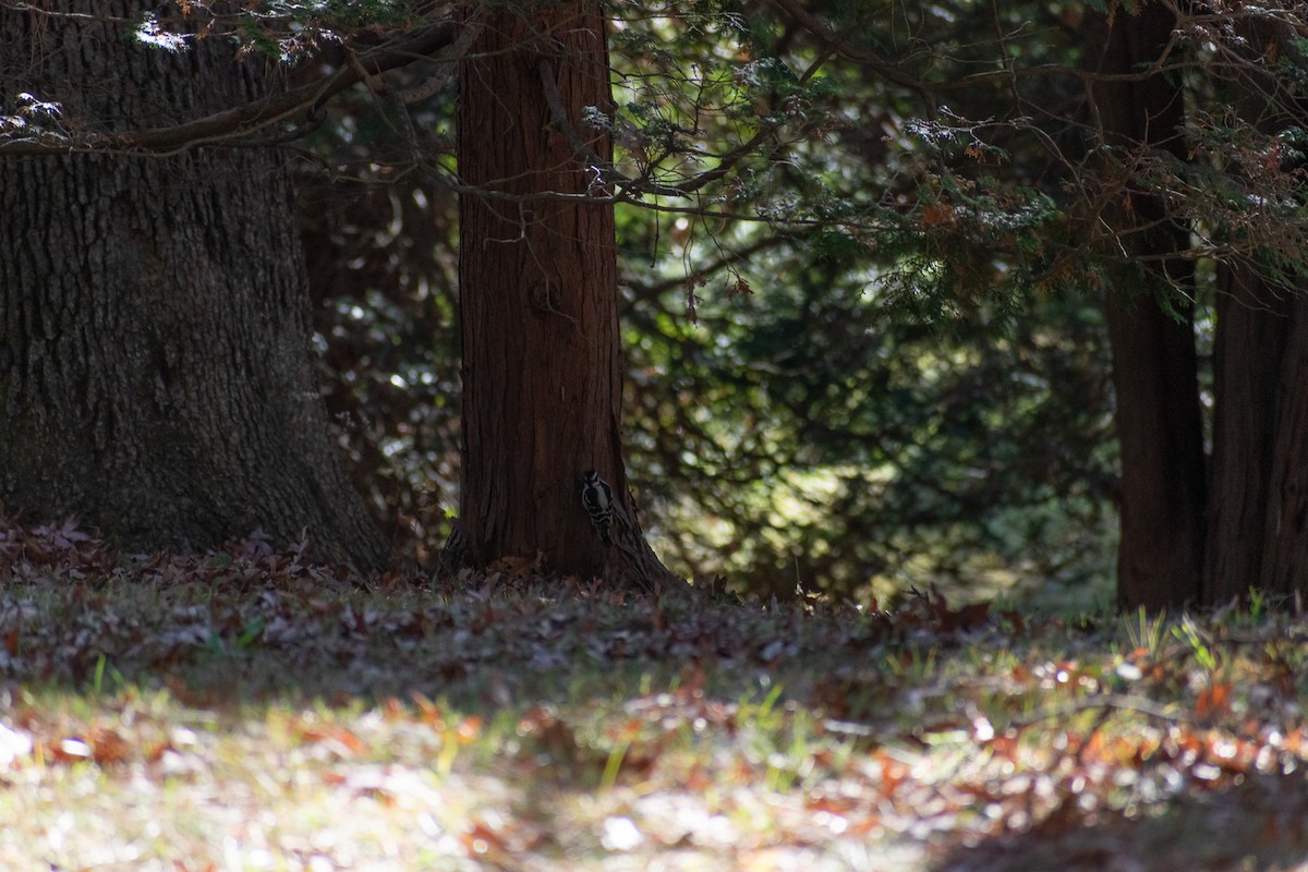 Downy Woodpecker (Eastern) - ML644534903
