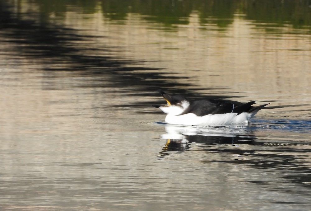 Razorbill - ML644534906