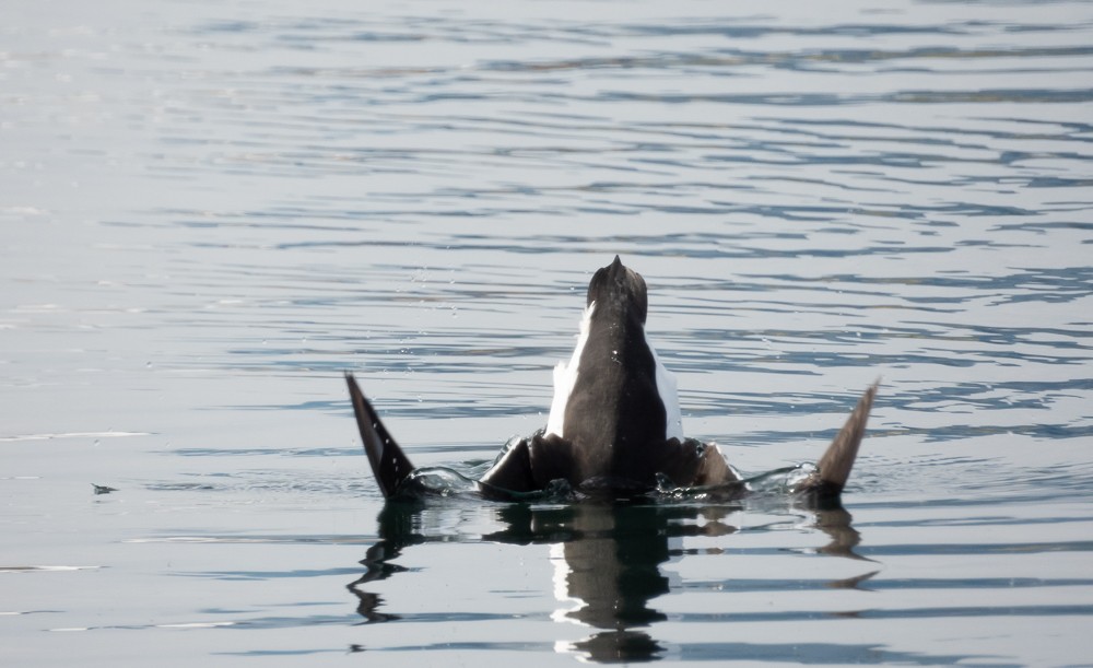 Razorbill - ML644534907