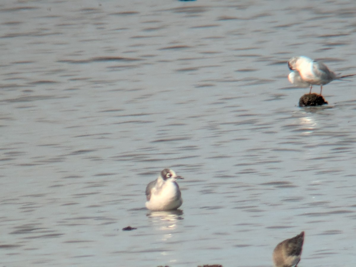 Gabbiano di Franklin - ML644534918