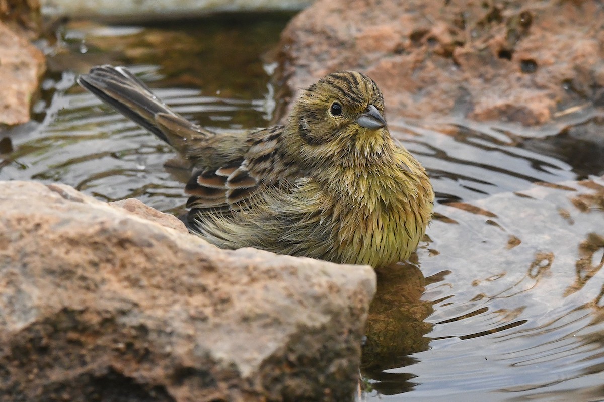 Bruant zizi - ML644534919