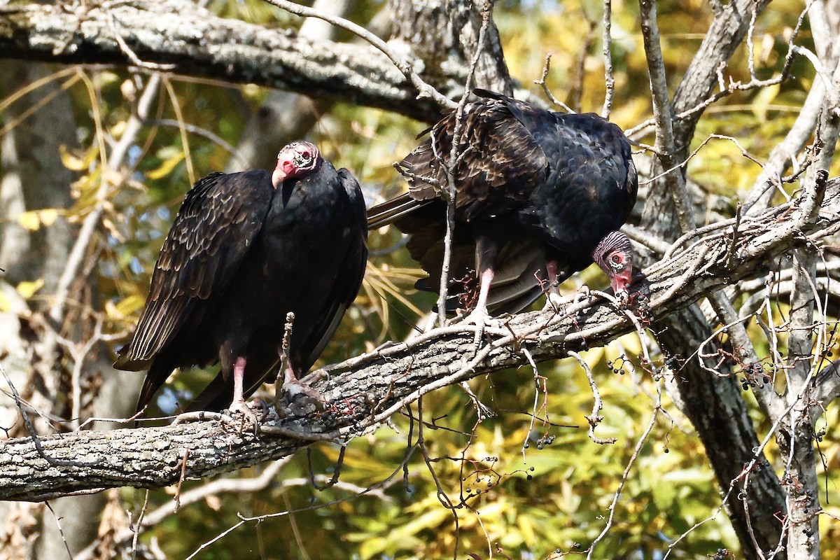 kalkunkondor - ML644534921