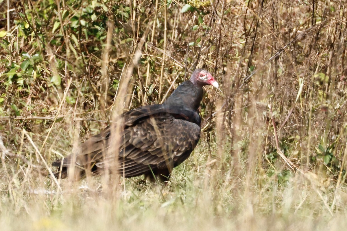 kalkunkondor - ML644534922