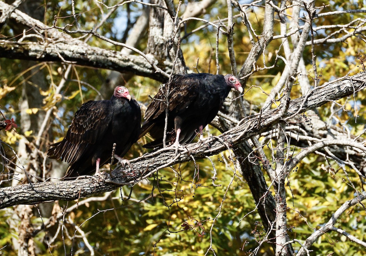 kalkunkondor - ML644534923