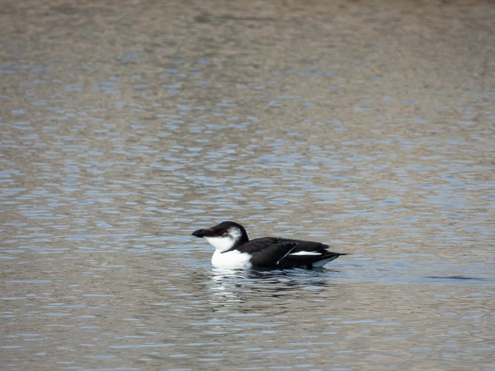 Razorbill - ML644534924