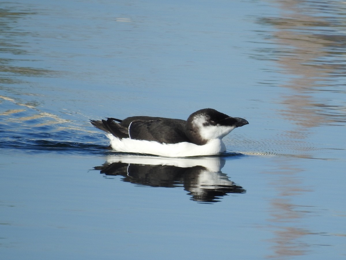 alka malá - ML644534935