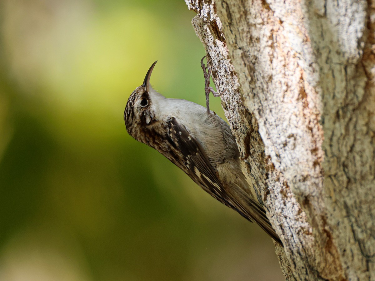 Brown Creeper - ML644534940