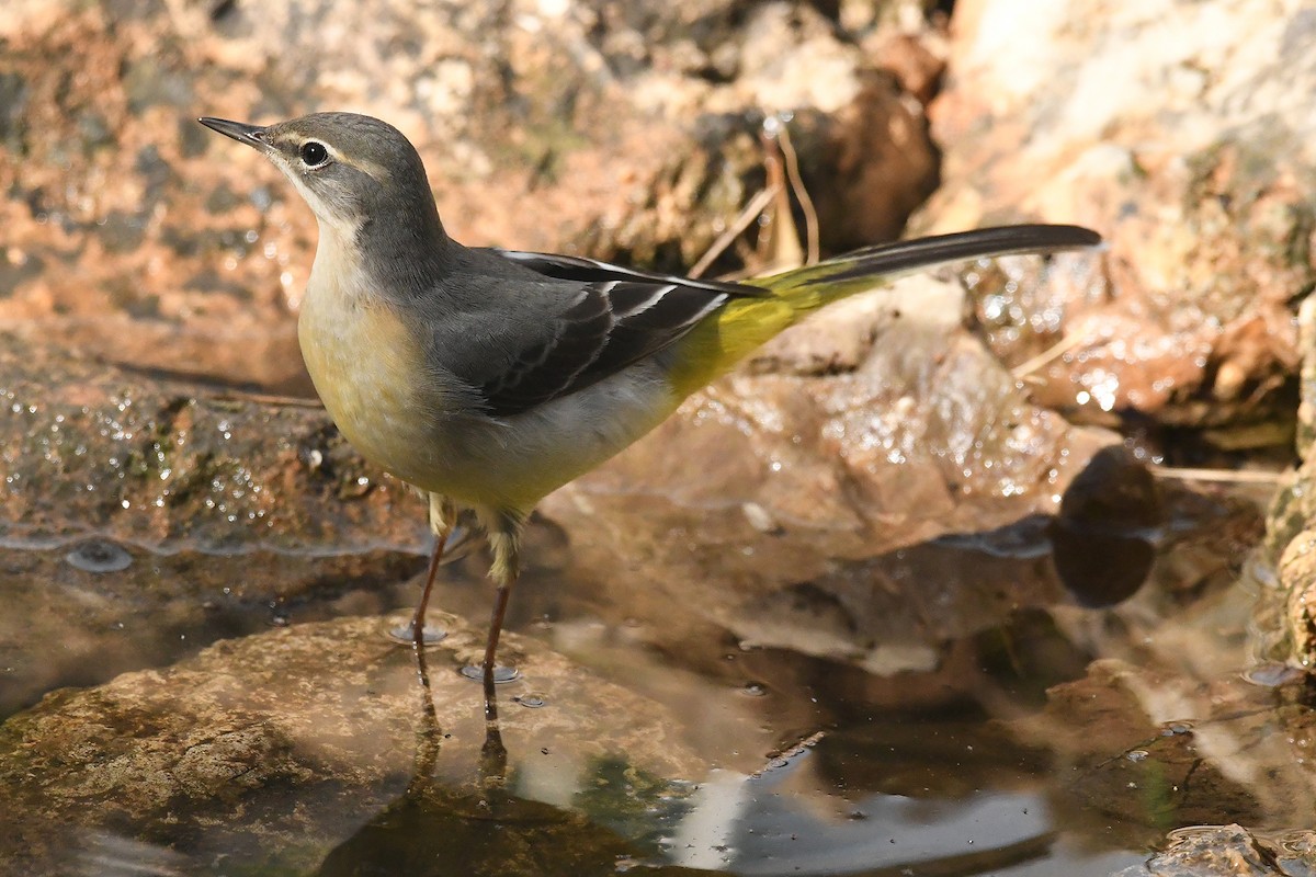 Bergeronnette des ruisseaux - ML644534950