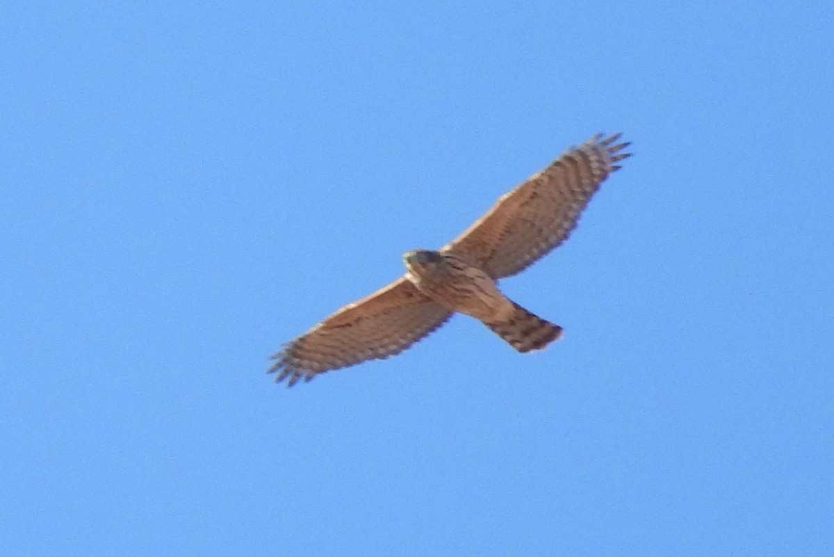 Aztore eurasiarra - ML644534953