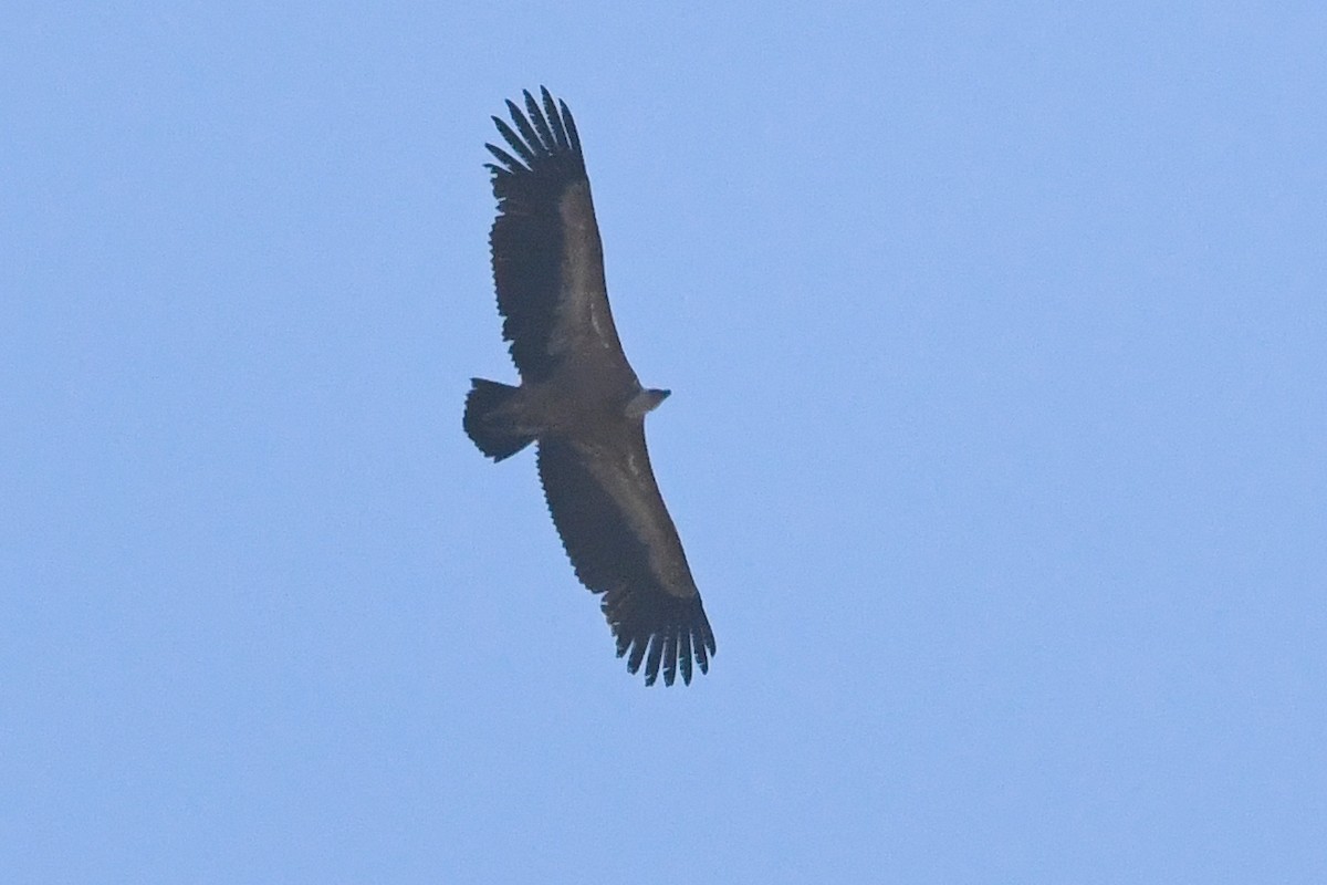 Vautour fauve - ML644534967