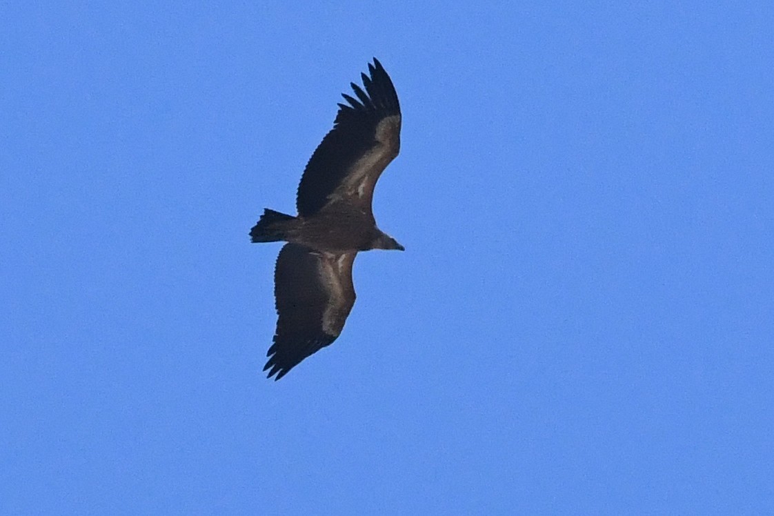 Vautour fauve - ML644534968