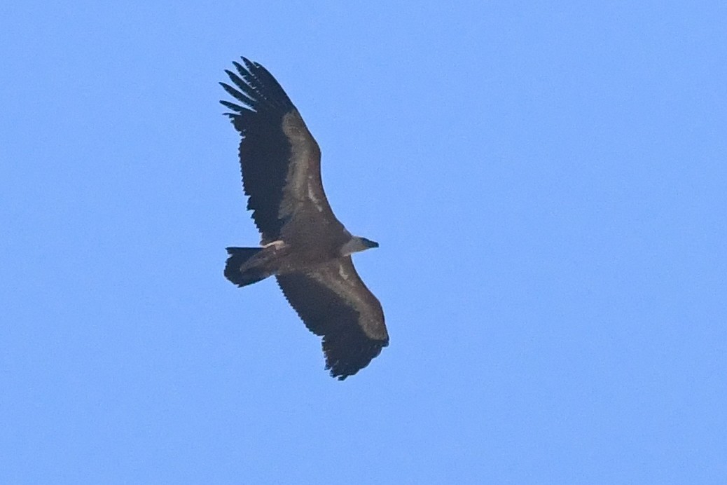 Vautour fauve - ML644534970