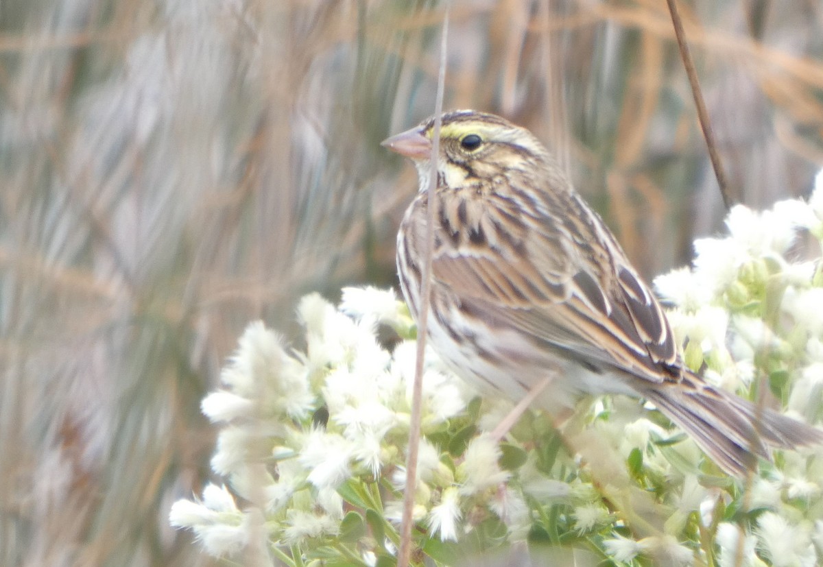 Savannah Sparrow - ML644534996