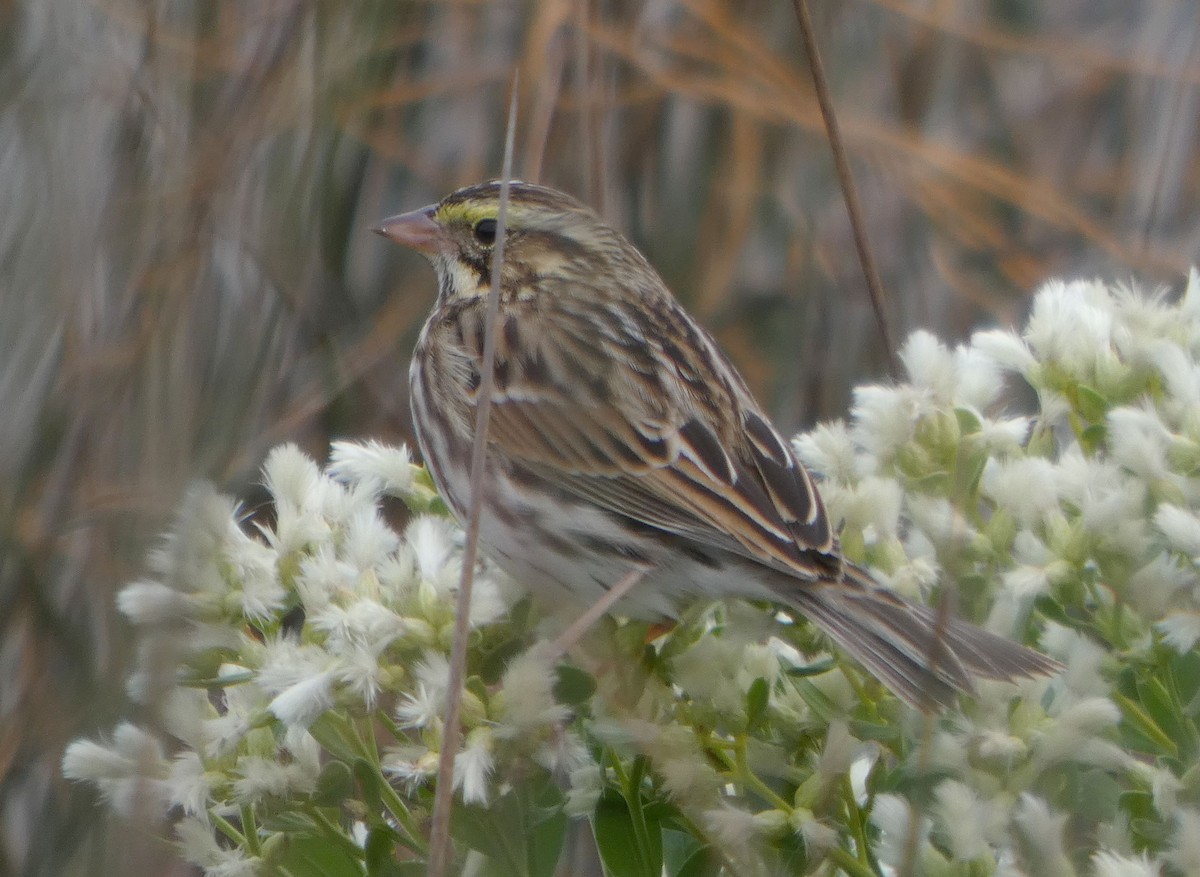 Savannah Sparrow - ML644534997