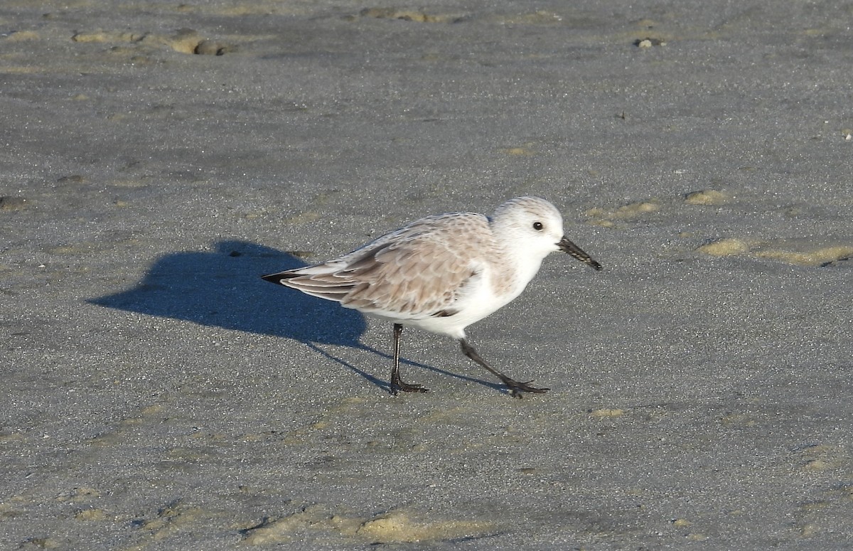 Песчанка - ML644534998