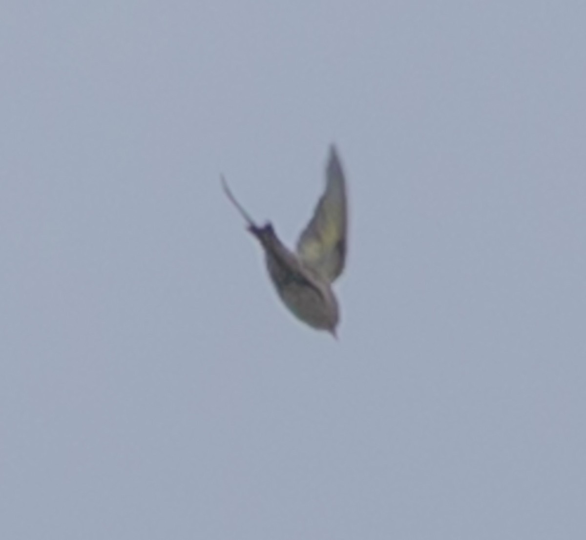 Чиж сосновий - ML644535005