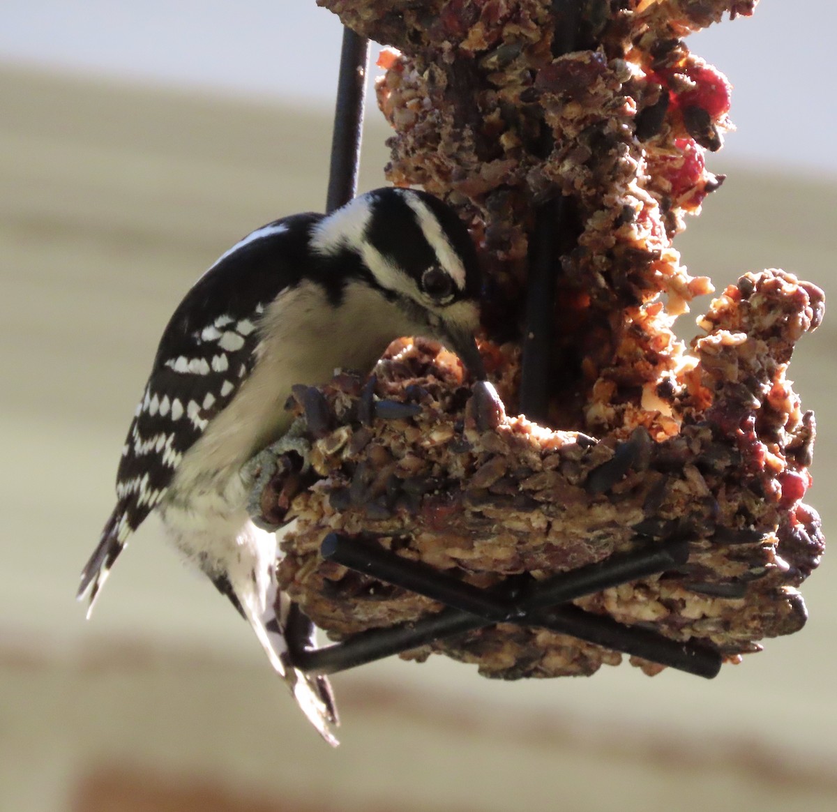 Downy Woodpecker - ML644535009