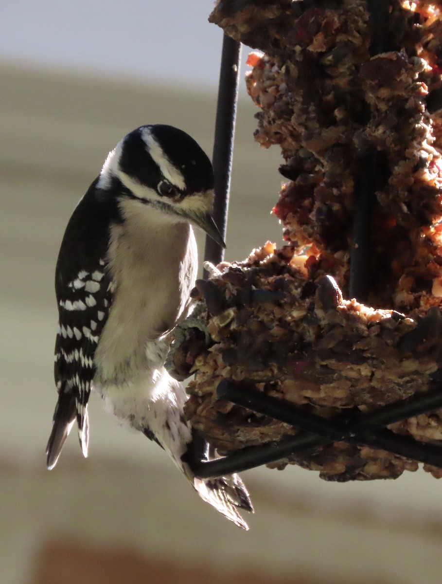 Downy Woodpecker - ML644535010