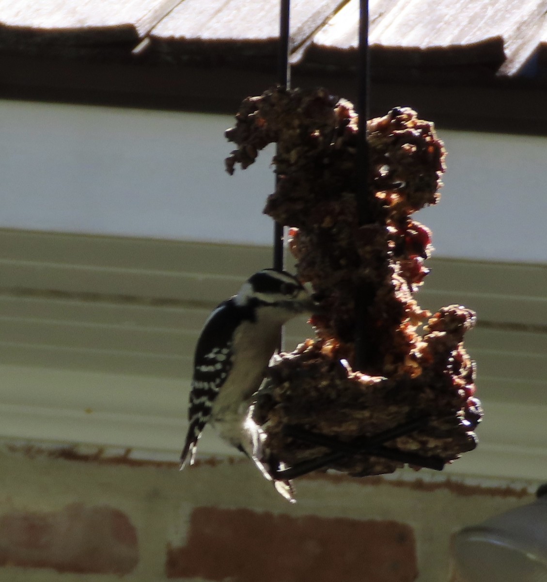 Downy Woodpecker - ML644535011