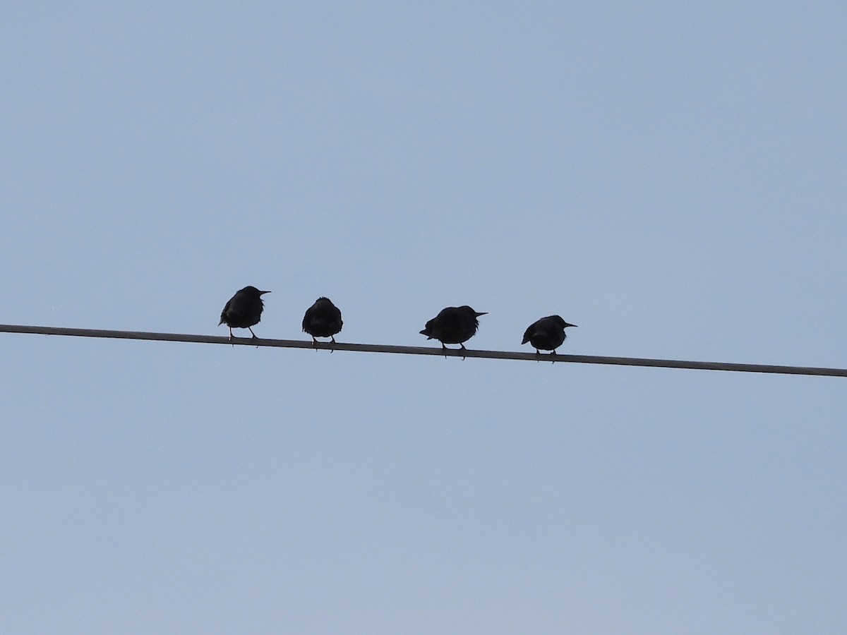 Étourneau unicolore - ML644535013