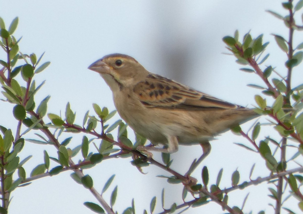Dickcissel - ML644535017