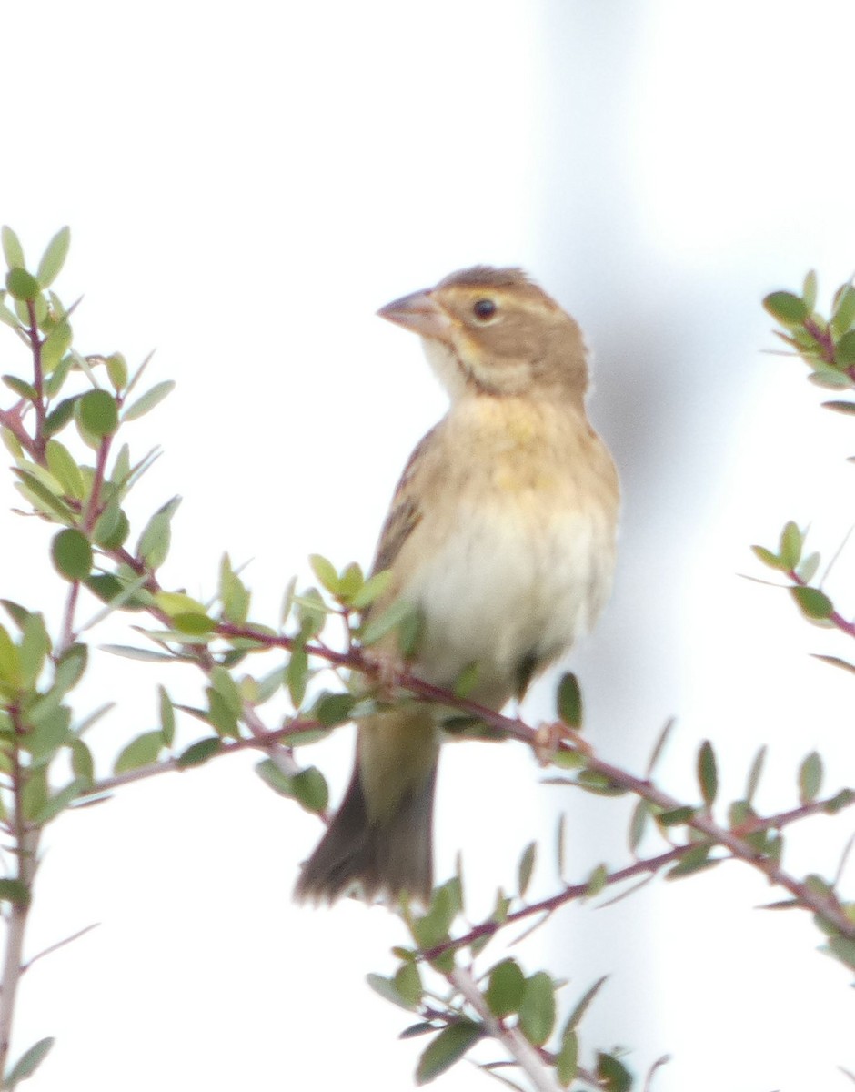 Dickcissel - ML644535018