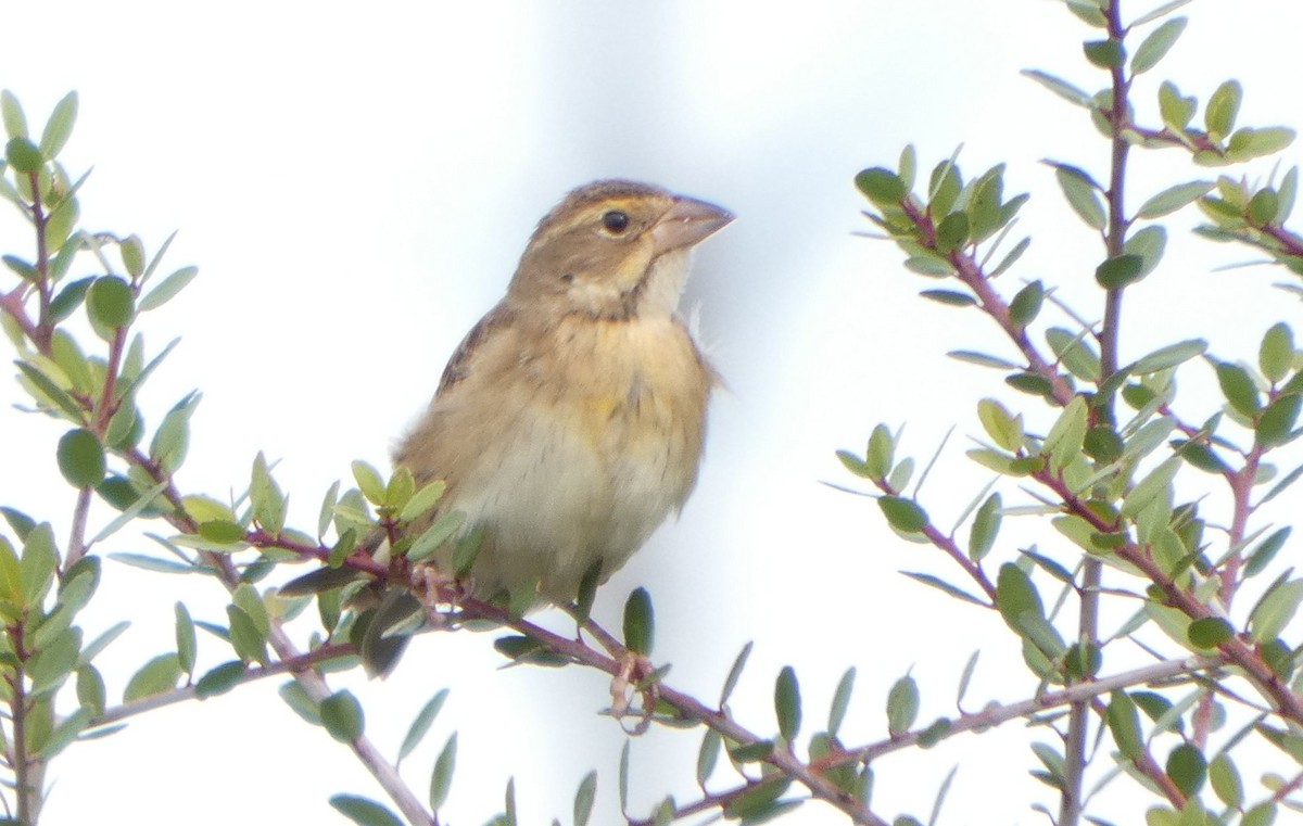 Dickcissel - ML644535019