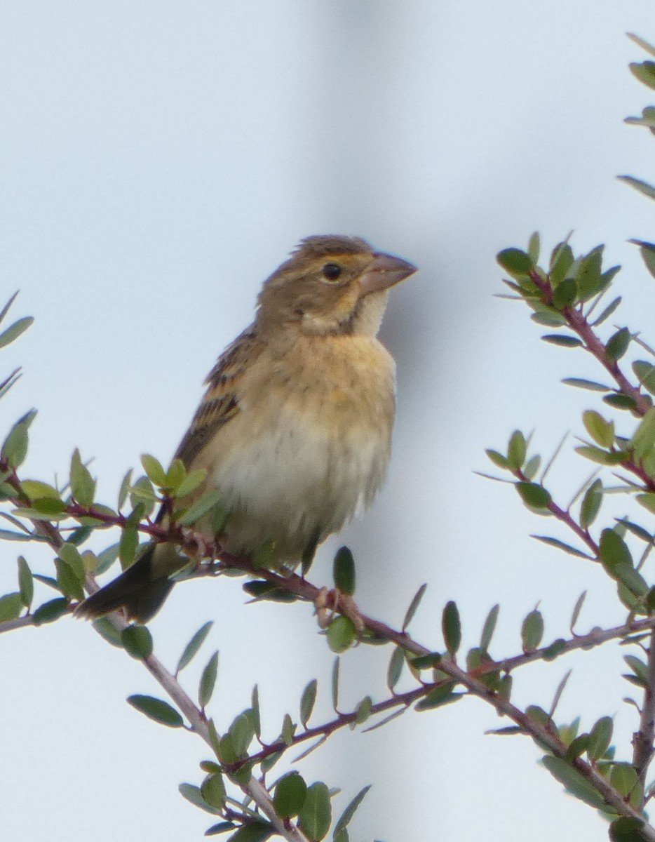 Dickcissel - ML644535020