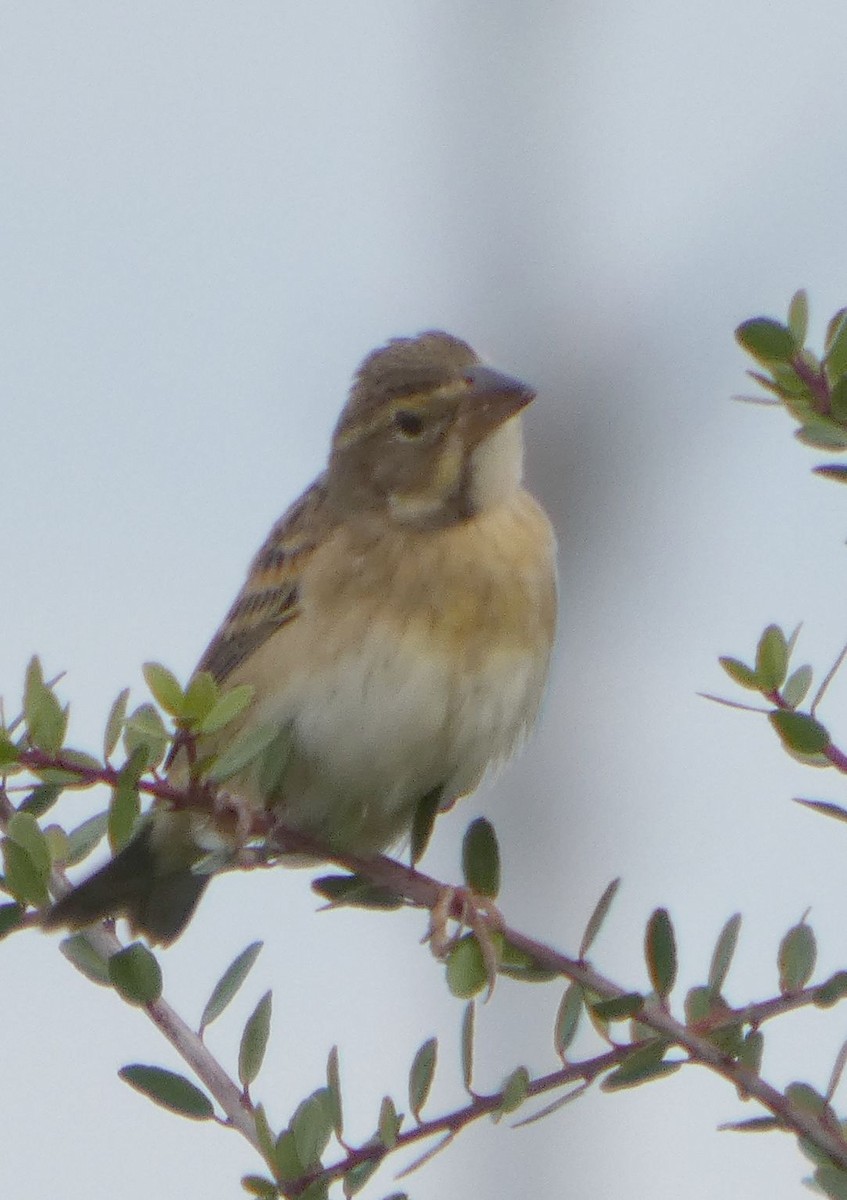 Dickcissel - ML644535021