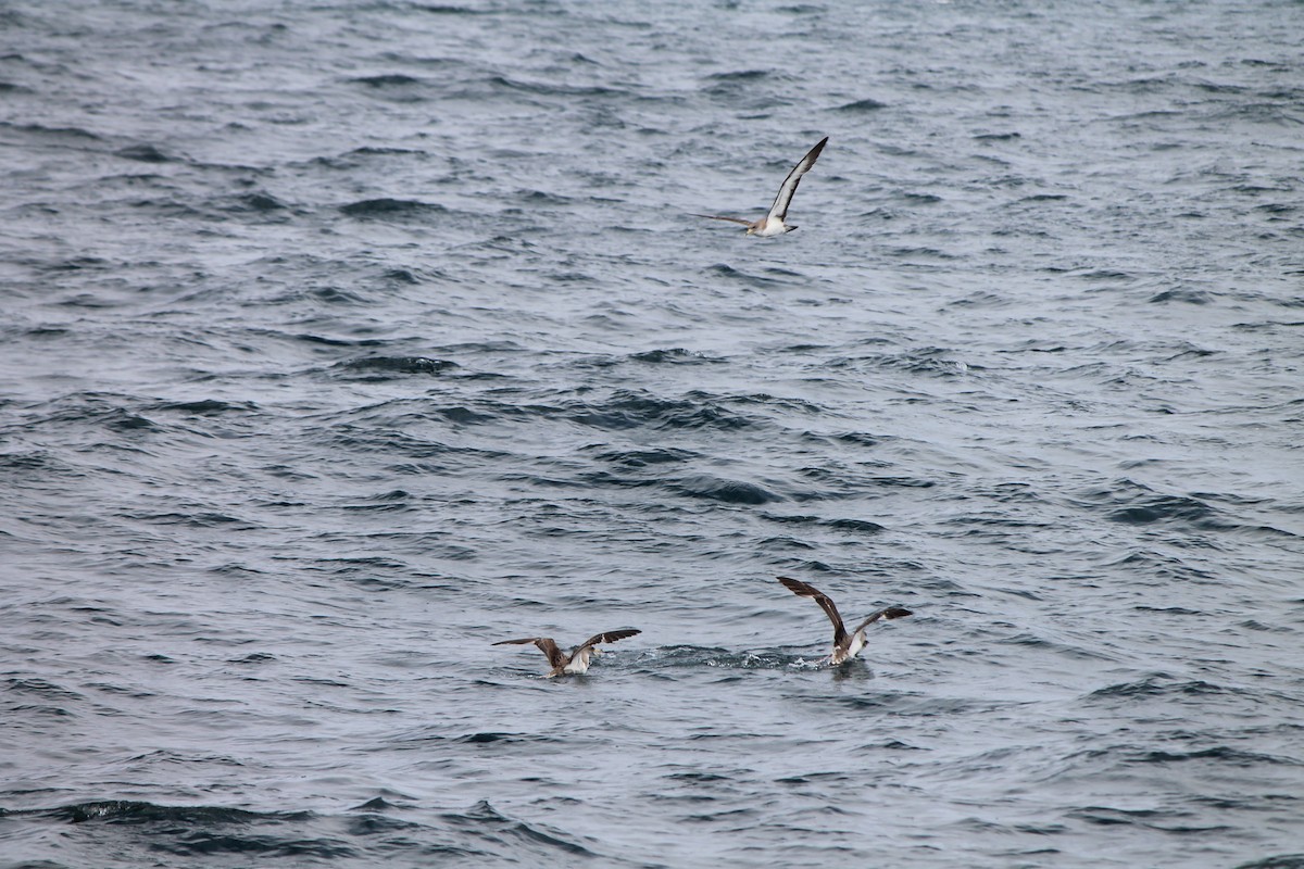Cory's Shearwater - ML644535027