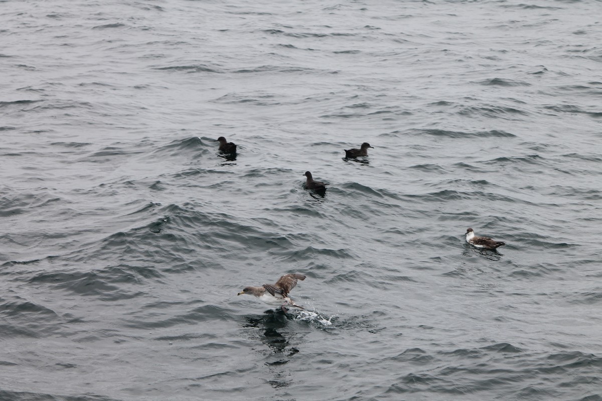 Sooty Shearwater - ML644535048