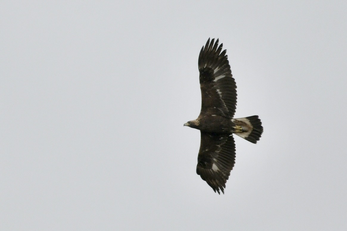 Golden Eagle - ML644535060