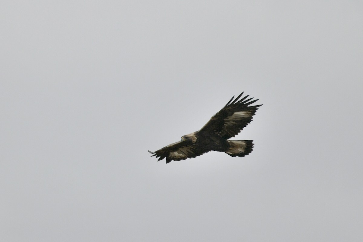 Golden Eagle - ML644535061