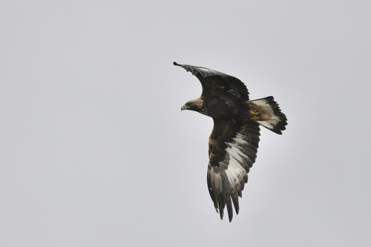 Golden Eagle - ML644535063