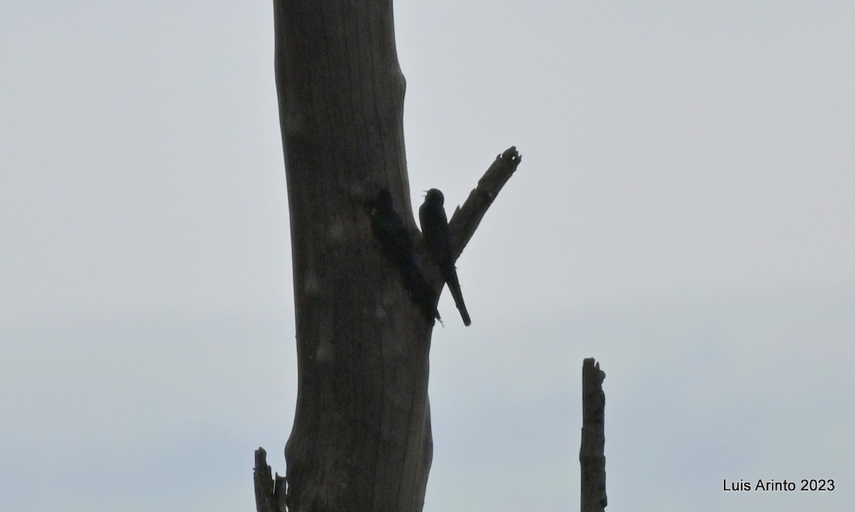 Green Woodhoopoe - ML644535071