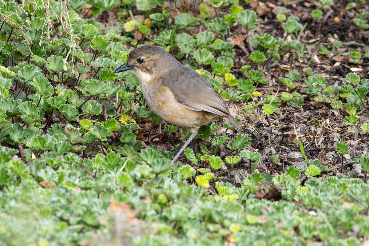Tawny Antpitta - ML644535078