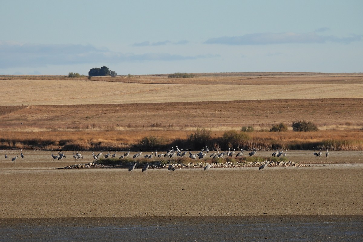 クロヅル - ML644535094