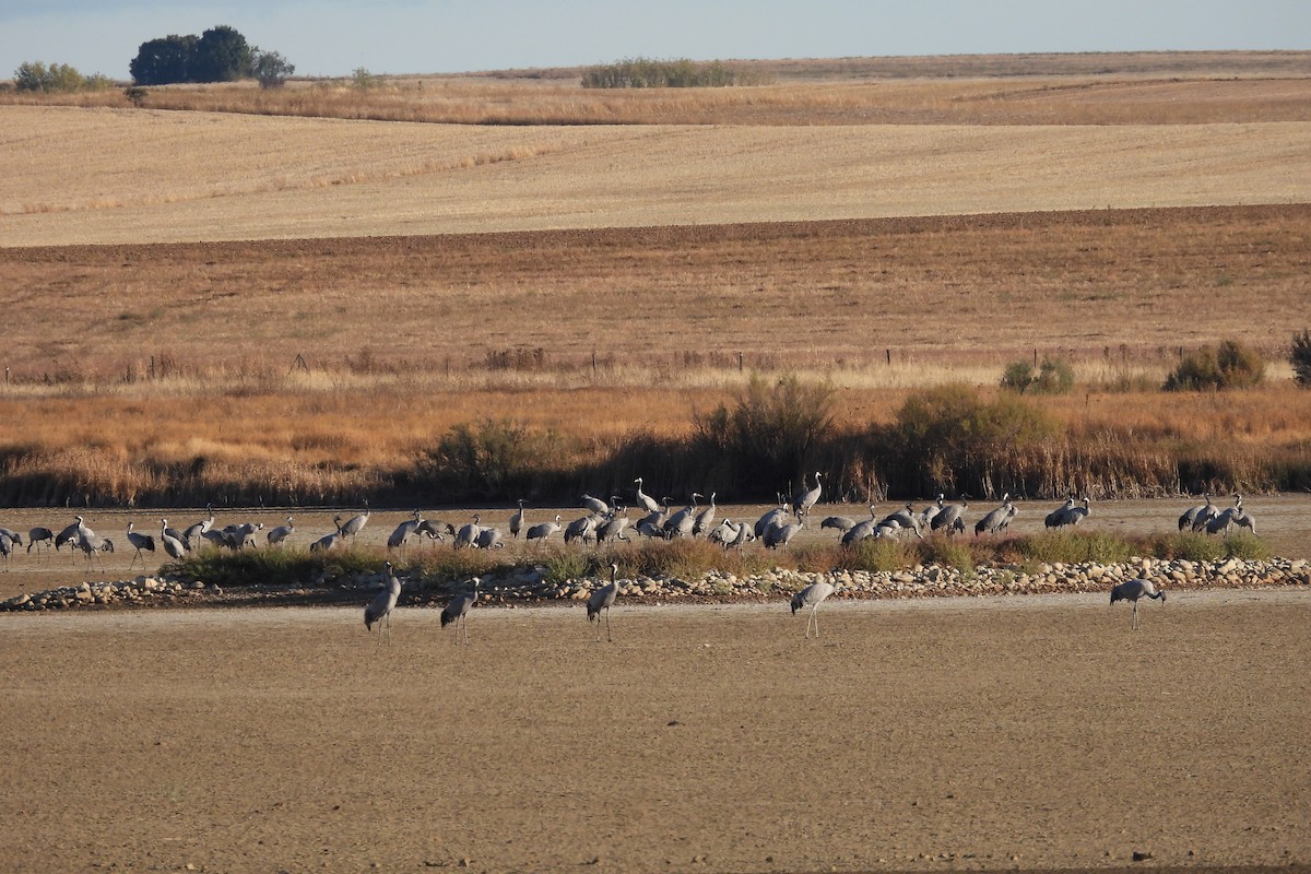 クロヅル - ML644535095