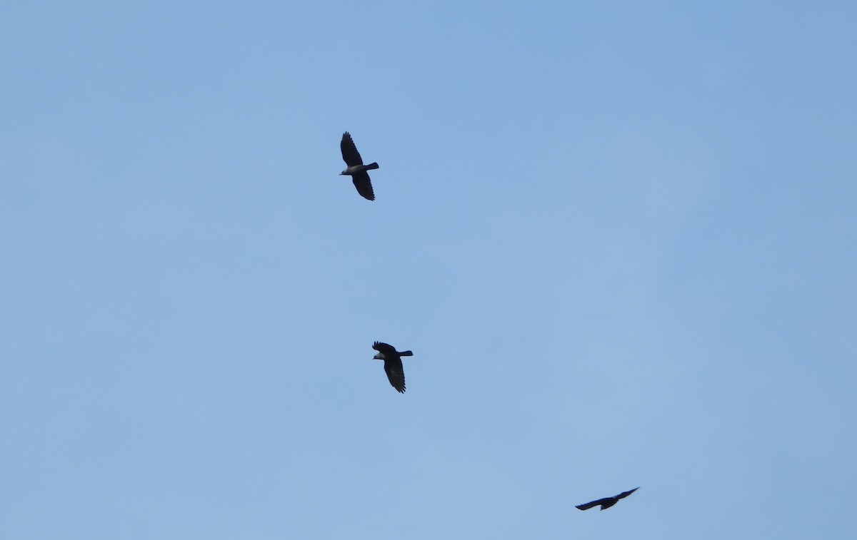 Eurasian Jackdaw - ML644535101